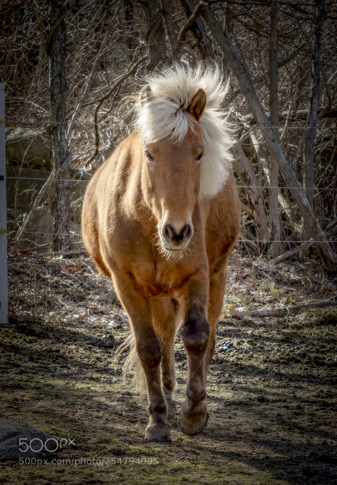 Nikon D7200 sample photo. Fabio photography