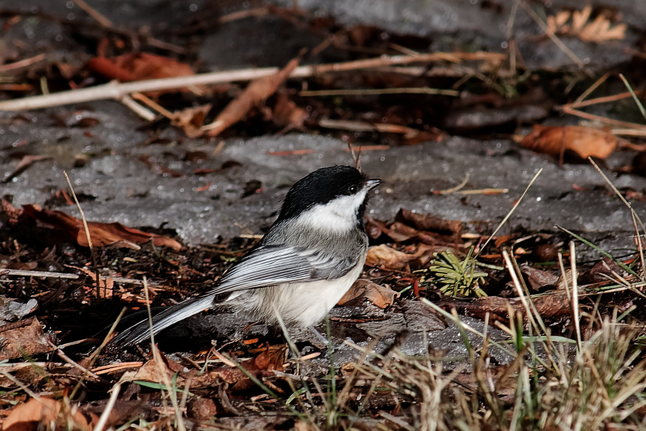 Nikon D750 + Nikon AF-Nikkor 80-200mm F2.8D ED sample photo. Chickadee photography