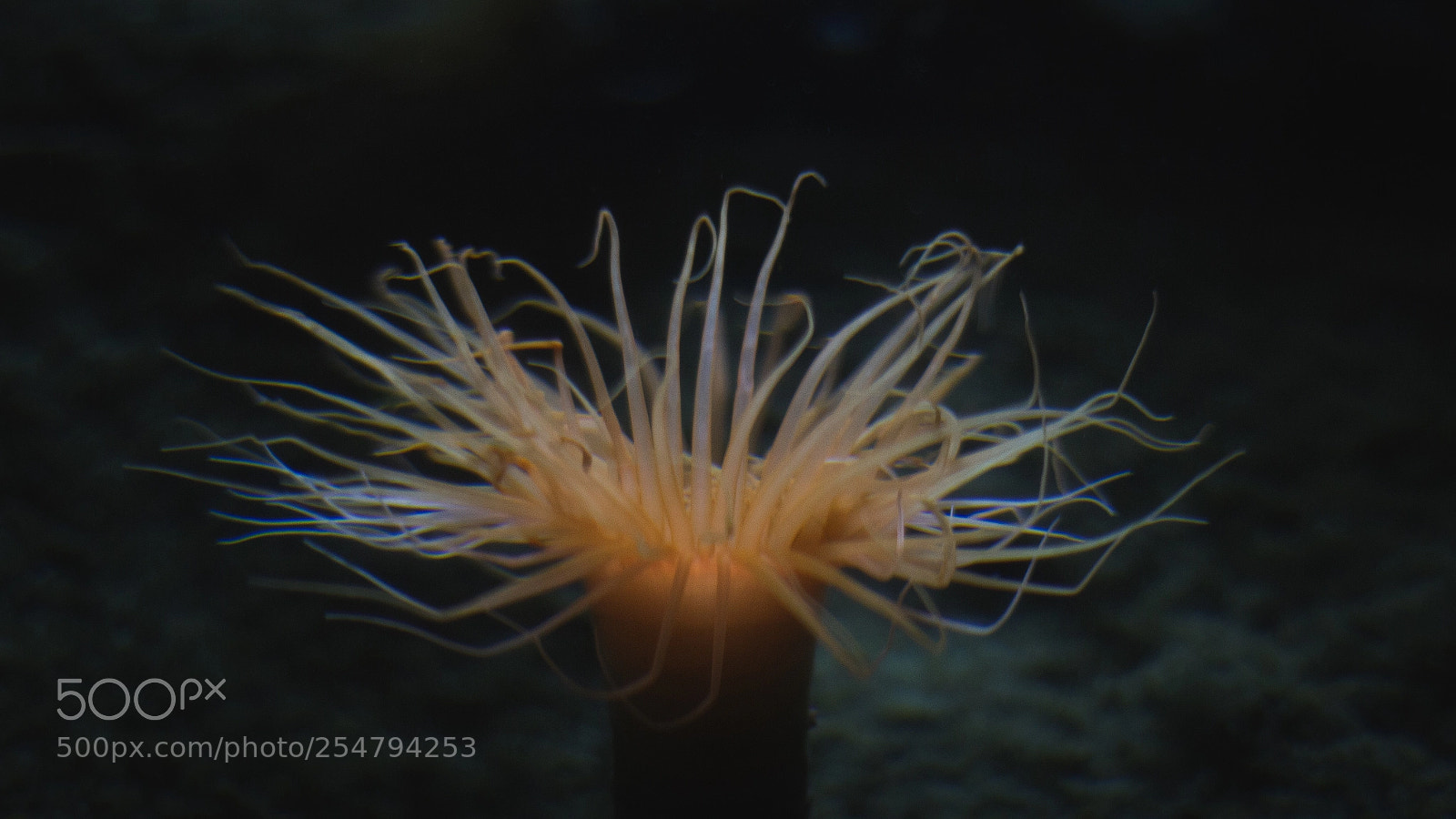 Canon EOS 60D sample photo. Anemone photography