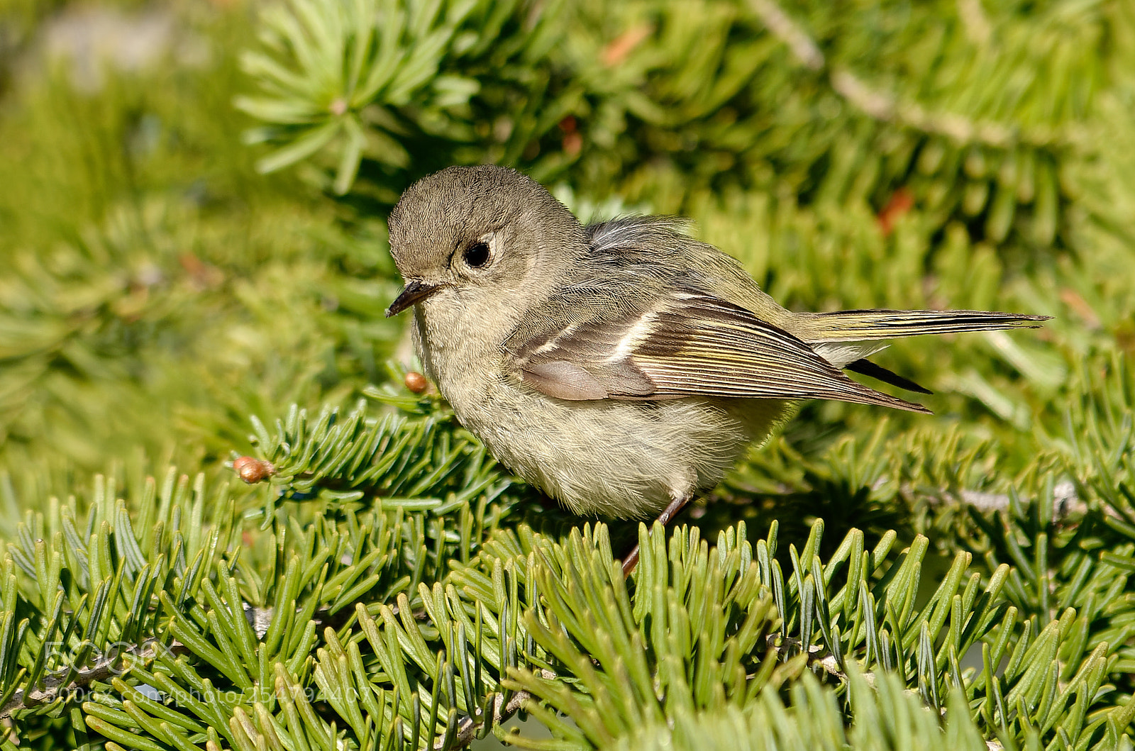 Nikon D7000 sample photo. Dxo photography