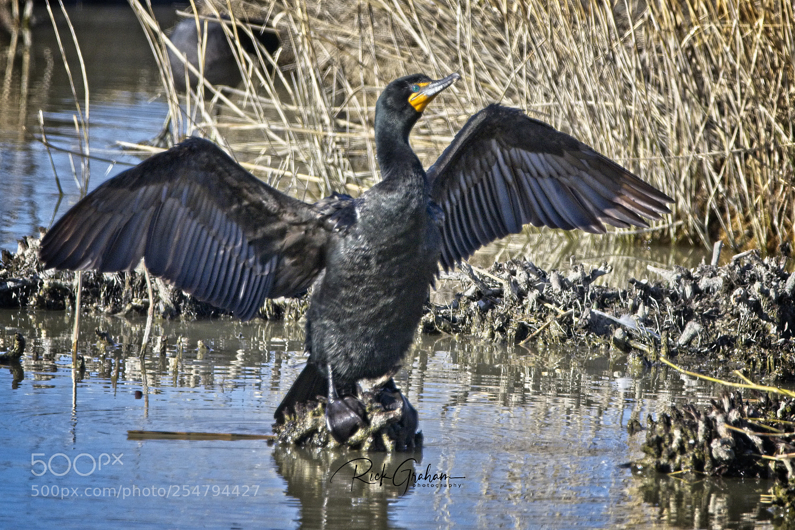 Canon EOS 80D sample photo. Double-crested cormorant  photography