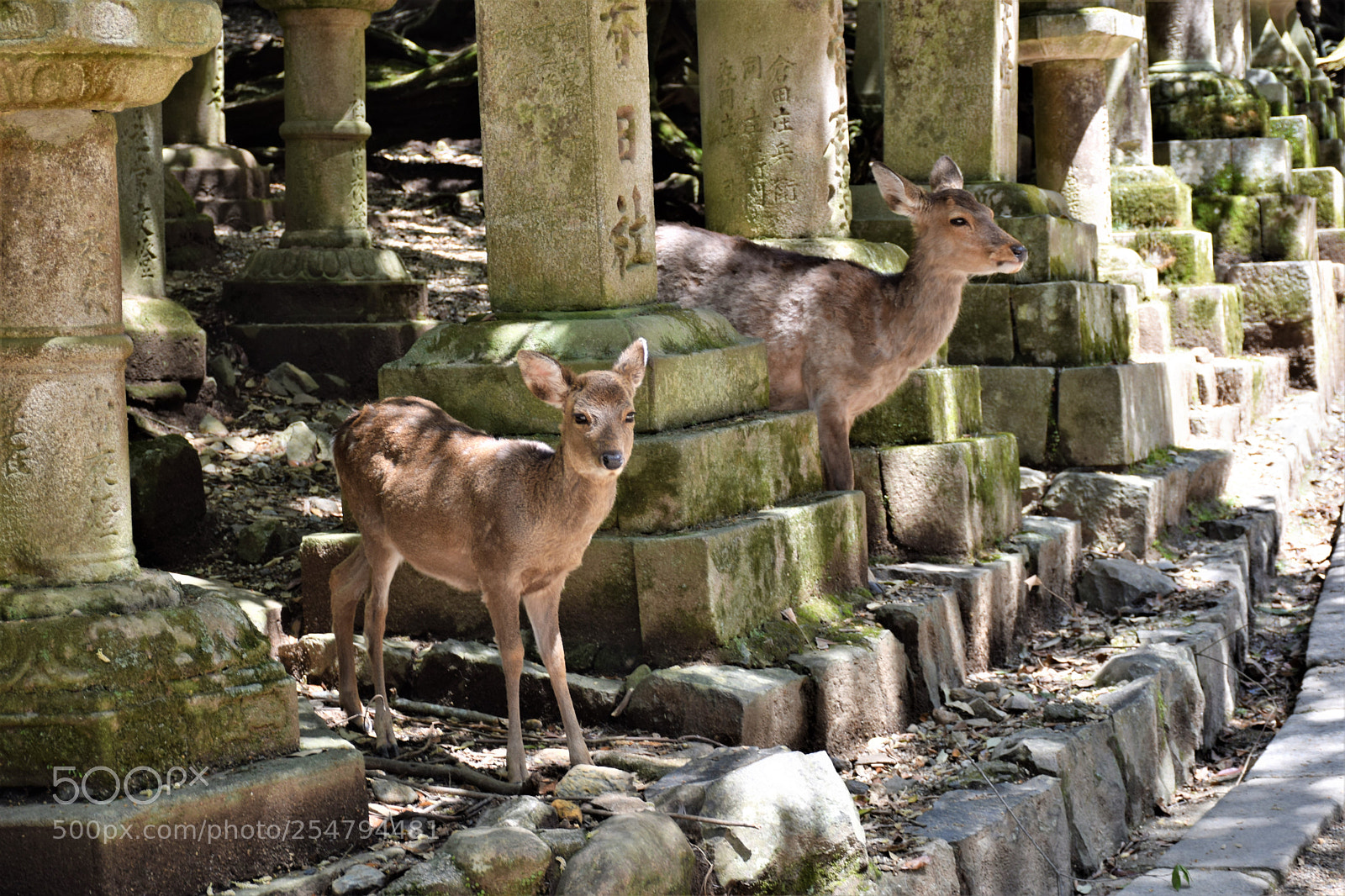 Nikon D5300 sample photo. Deer photography