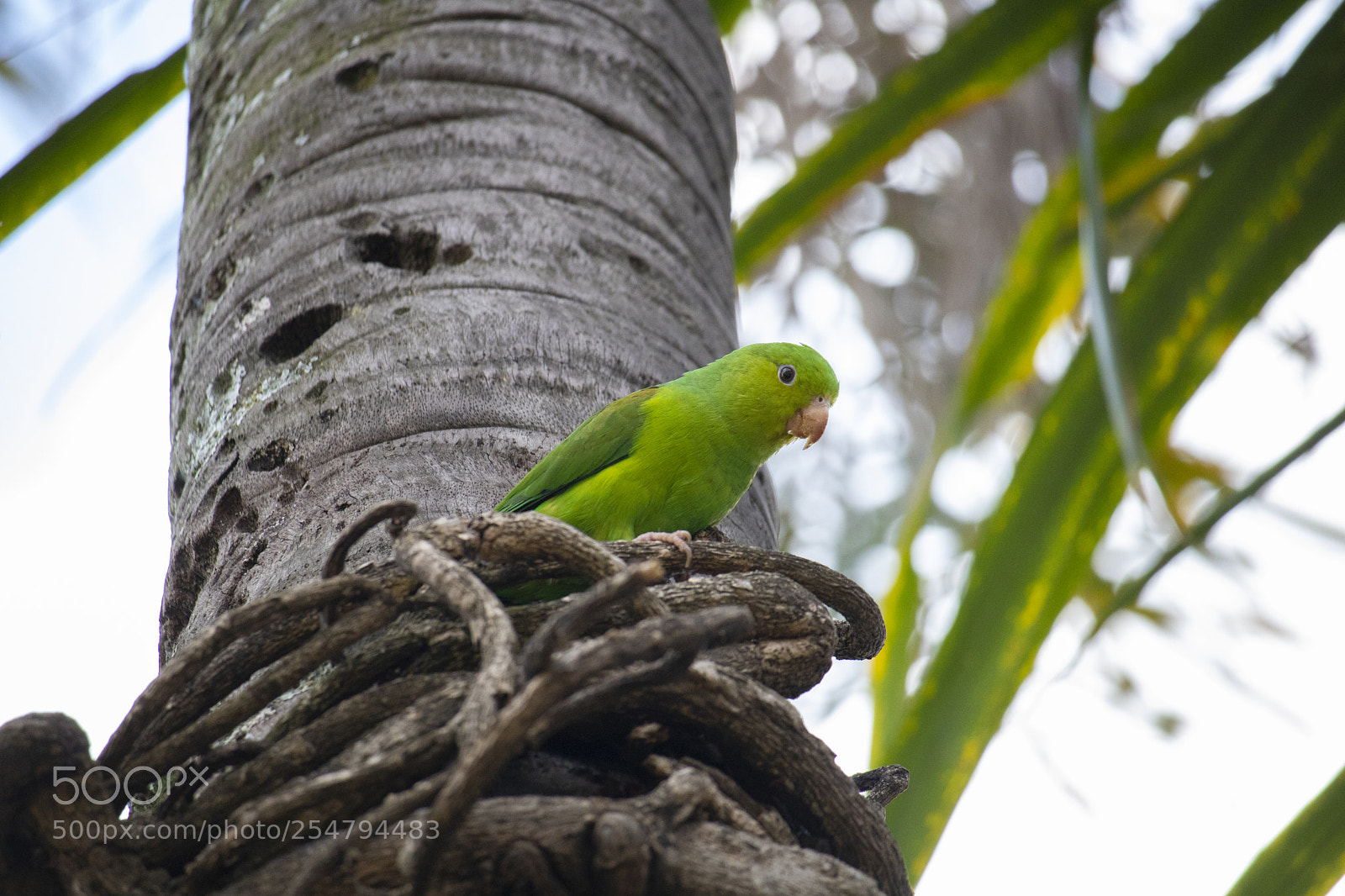 Canon EOS 750D (EOS Rebel T6i / EOS Kiss X8i) sample photo. Bird photography