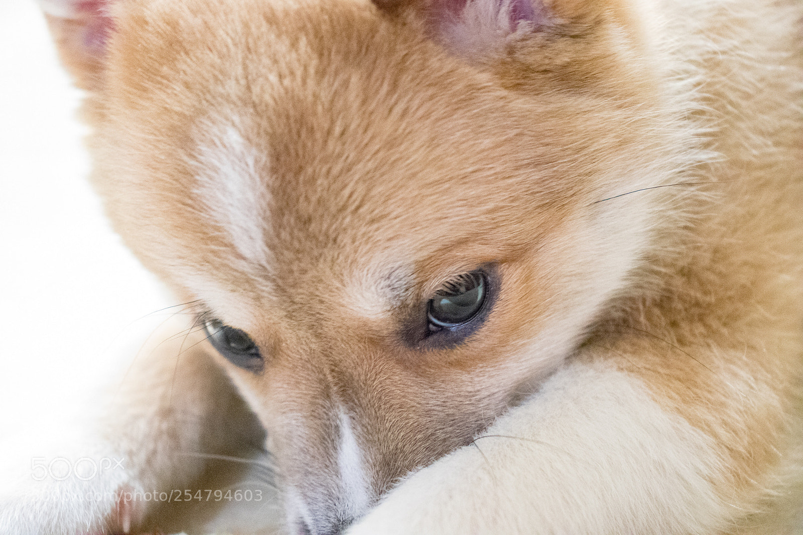 Canon EOS 800D (EOS Rebel T7i / EOS Kiss X9i) sample photo. Puppy love photography