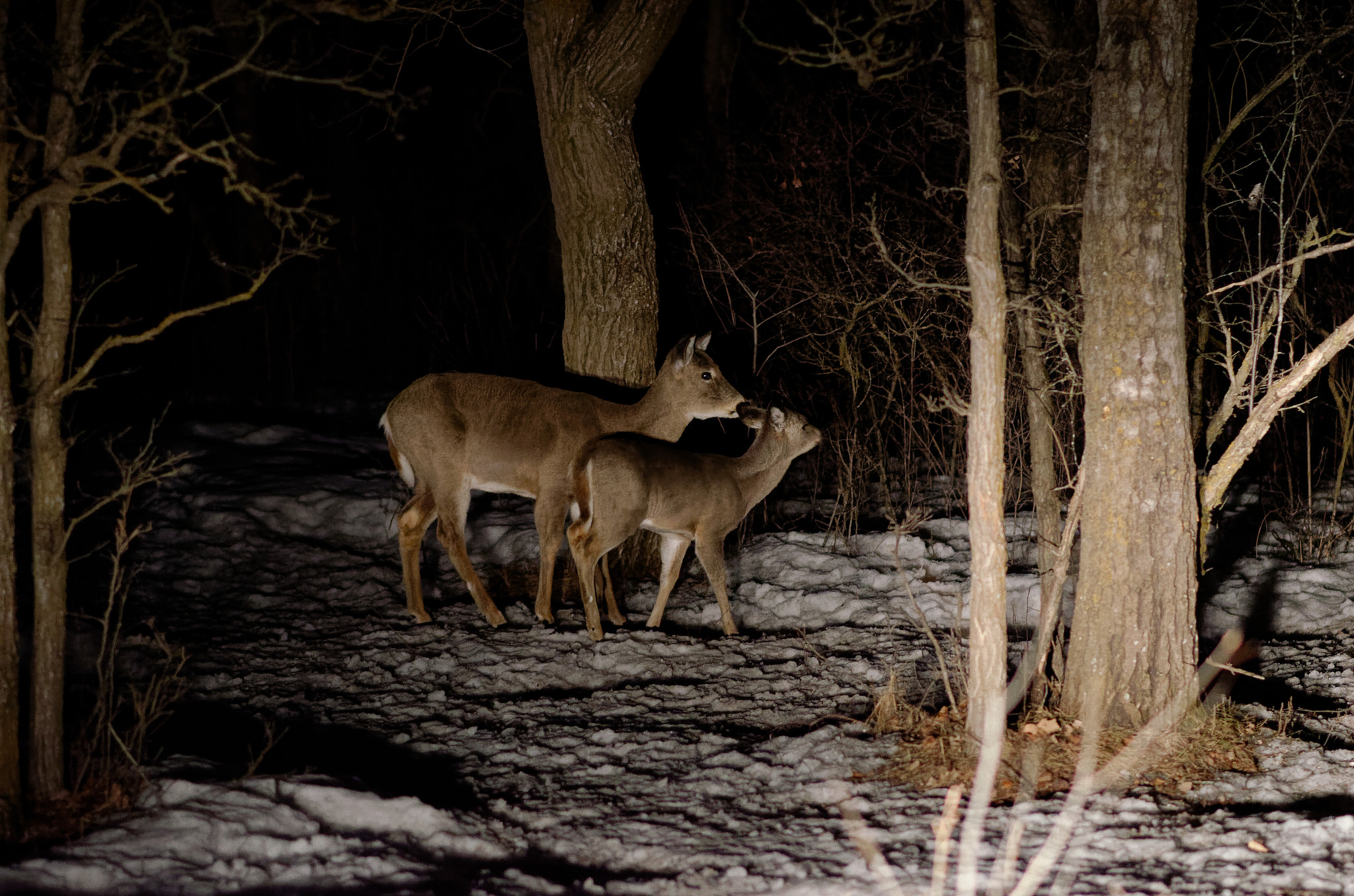 Nikon D7000 + Nikon AF-S Nikkor 85mm F1.8G sample photo. Mother deer and fawn photography