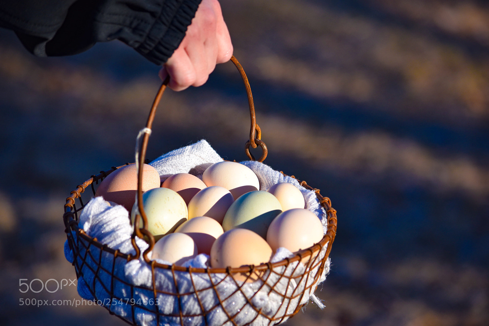 Nikon D5500 sample photo. Untitled photography