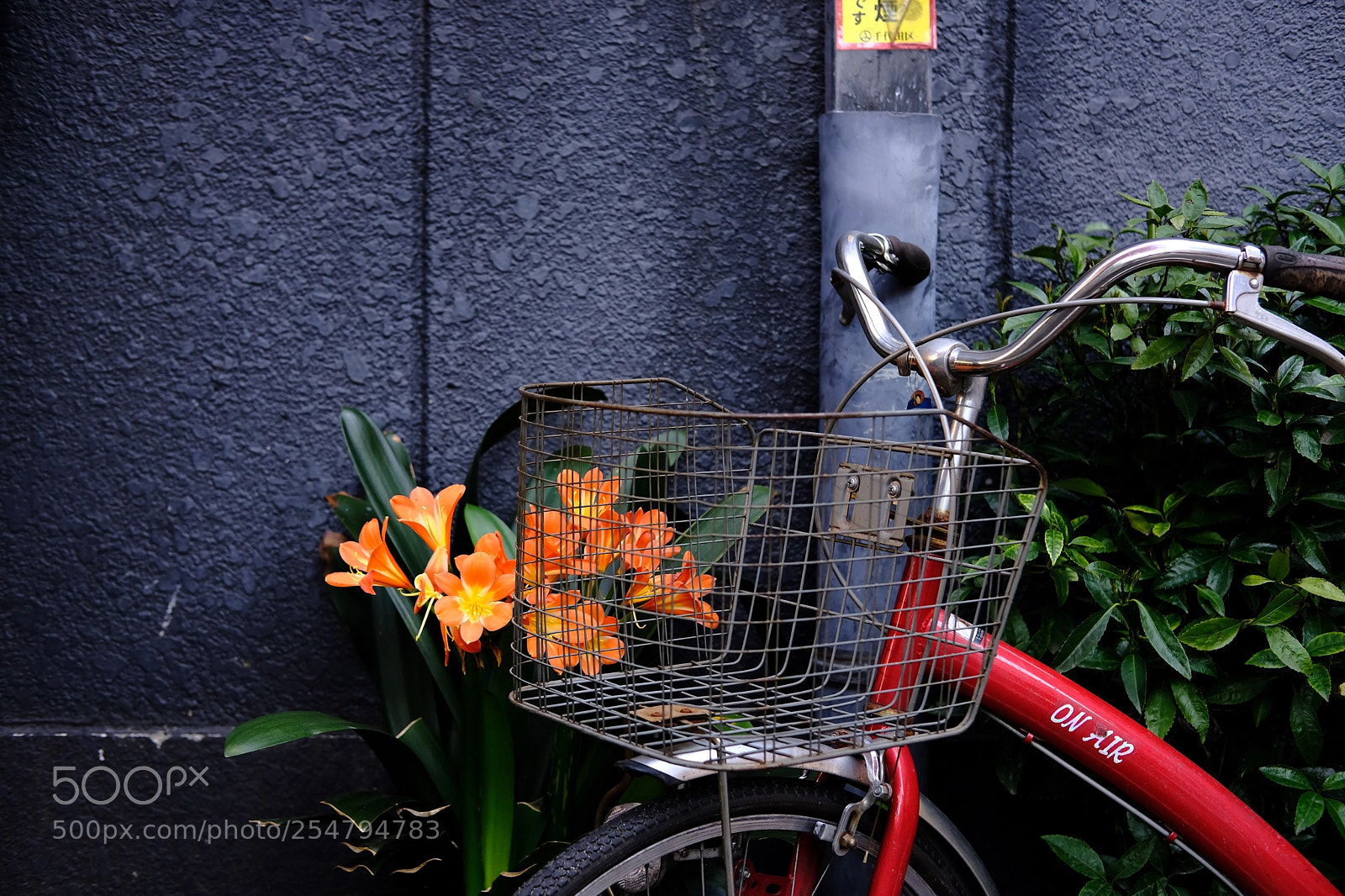 Fujifilm X-H1 sample photo. Something vivid photography
