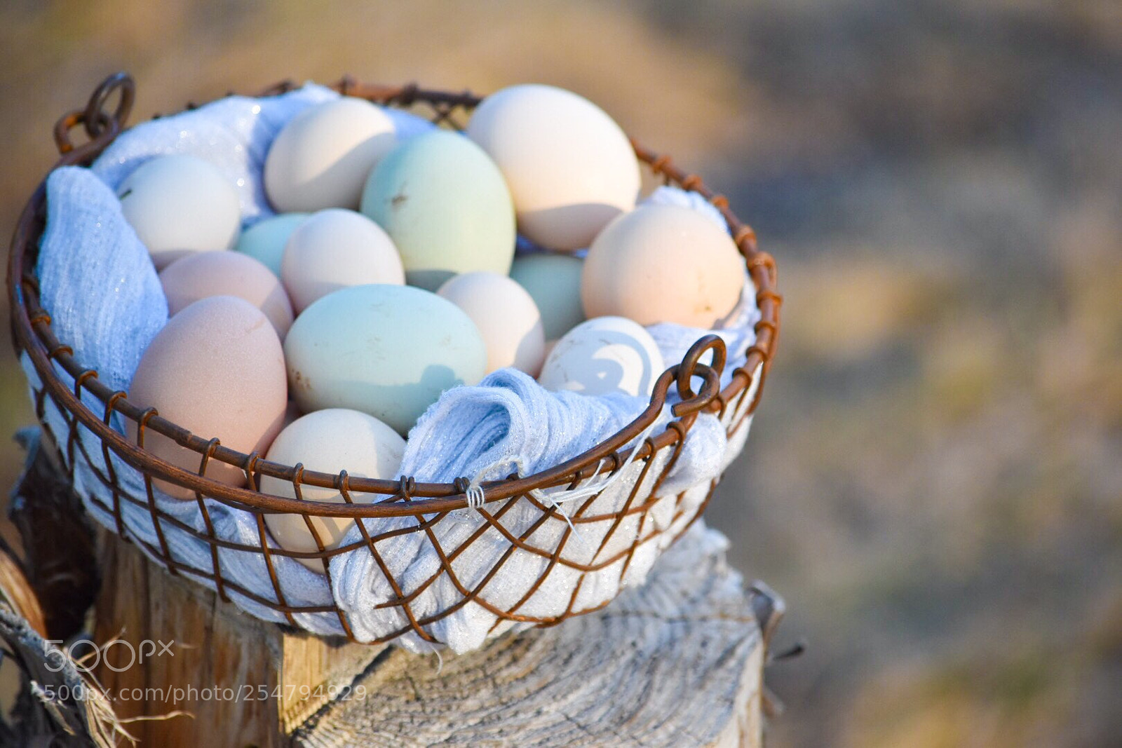 Nikon D5500 sample photo. Eggs on a log photography