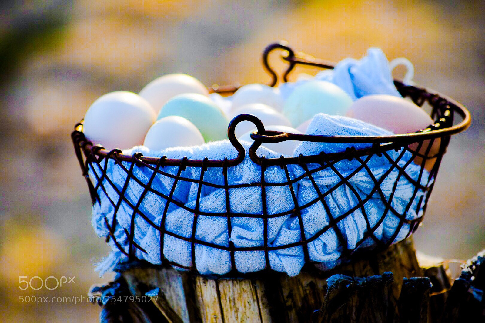 Nikon D5500 sample photo. Wire basket full of photography