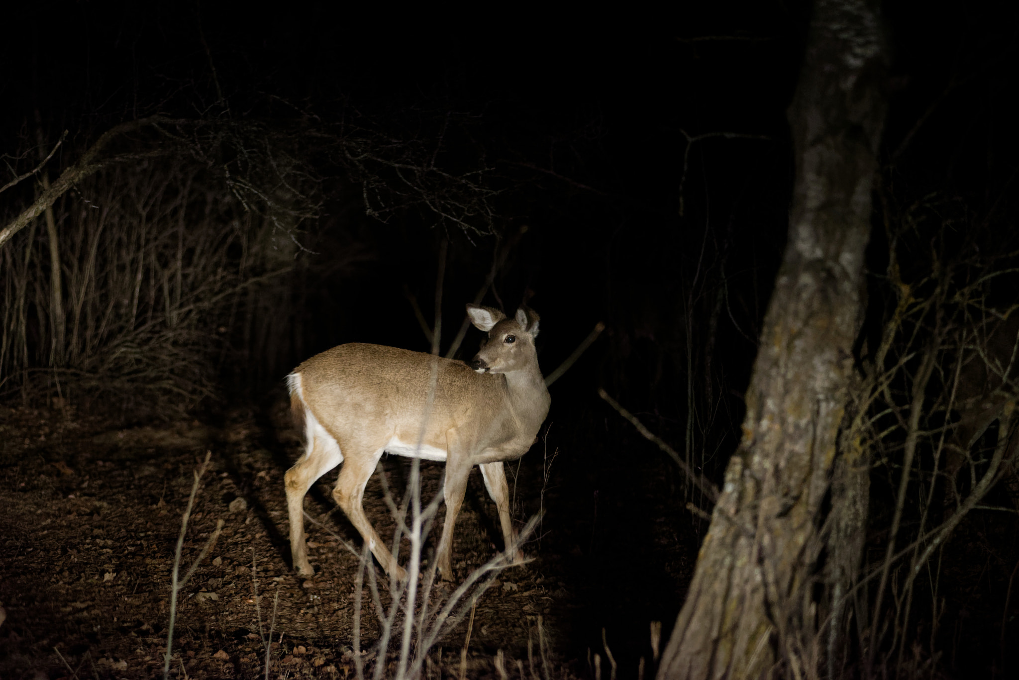 Nikon AF-Nikkor 80-200mm F2.8D ED sample photo. Deer photography