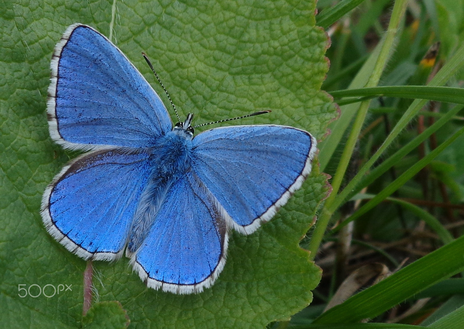 Sony Cyber-shot DSC-W690 sample photo. A common blue not so common anymore? photography