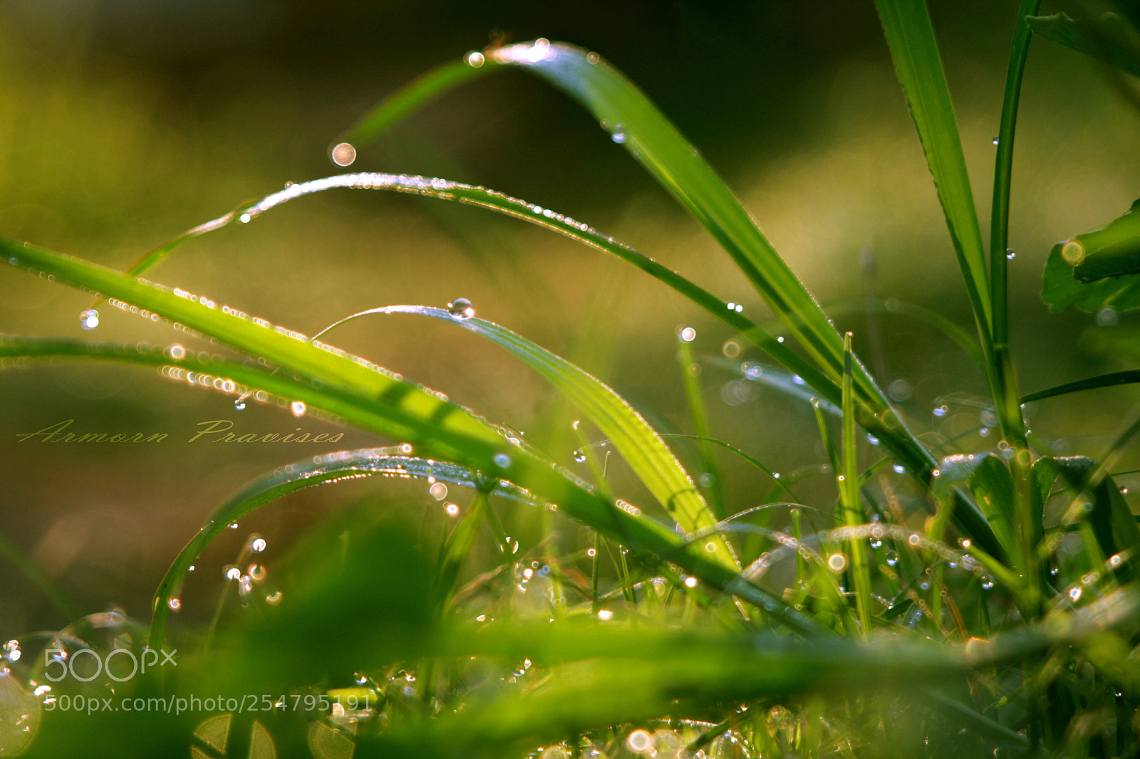 Canon EOS 40D sample photo. Morning dew. photography