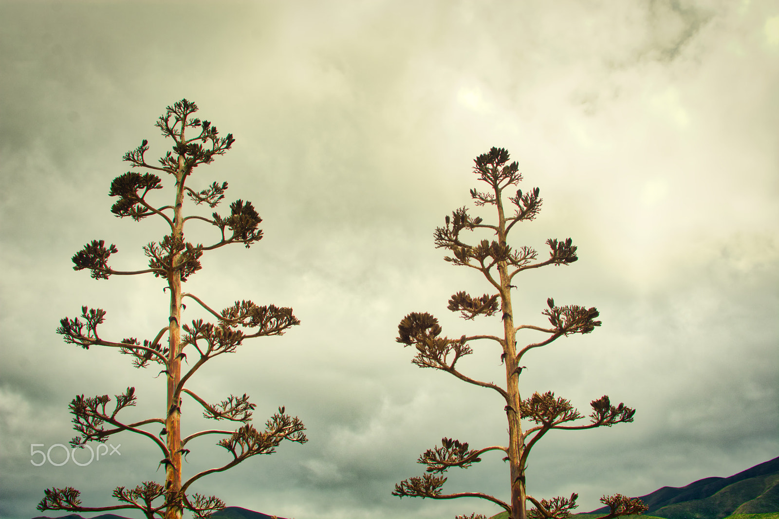 Nikon D7100 + AF Zoom-Nikkor 35-135mm f/3.5-4.5 N sample photo. Agave flowers towards the sky photography