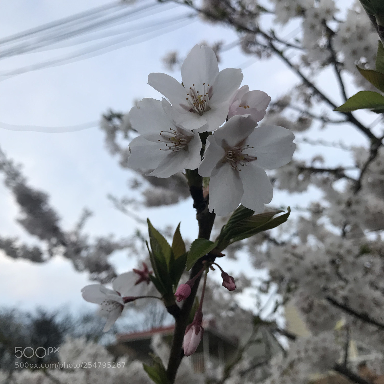 Apple iPhone 7 Plus sample photo. Nature photography