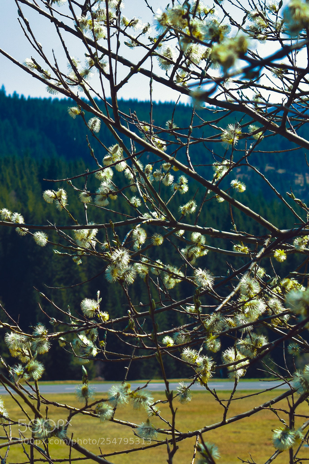Nikon D3300 sample photo. Spring photography