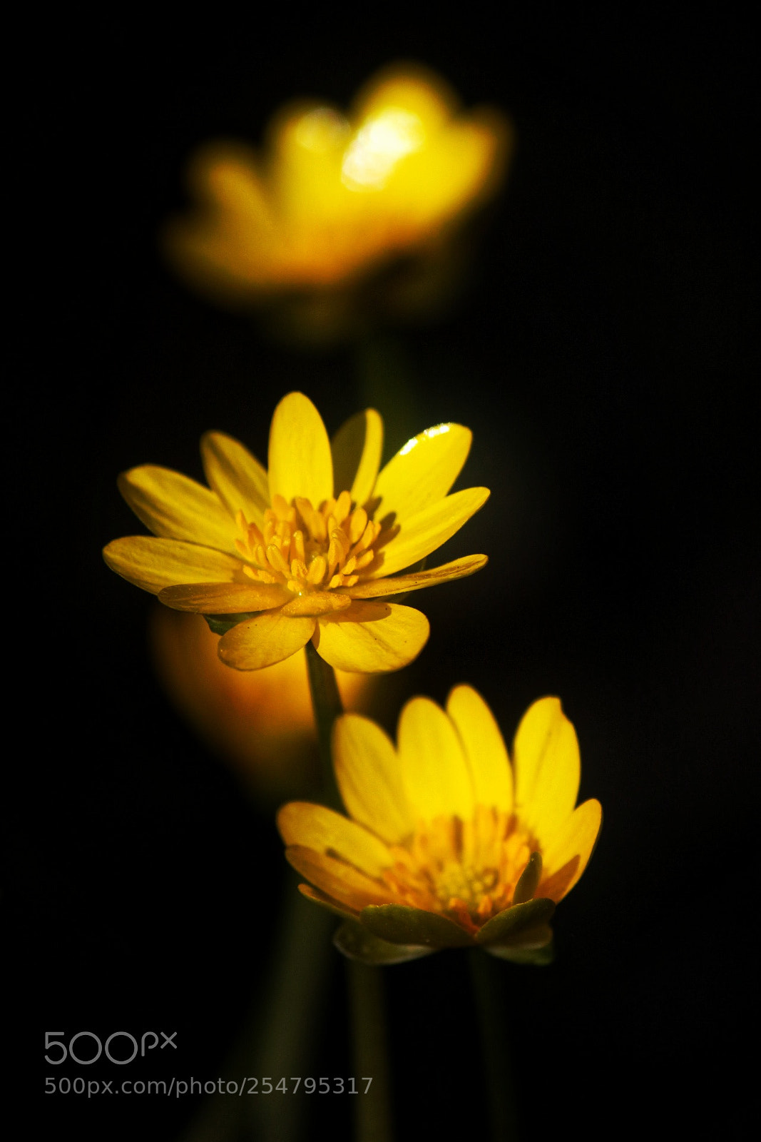Canon EOS 750D (EOS Rebel T6i / EOS Kiss X8i) sample photo. Bright roadside beauty photography