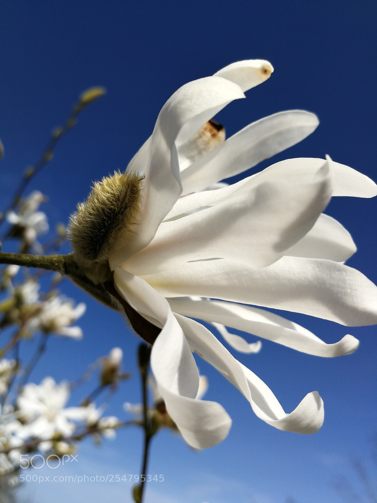 HUAWEI P10 sample photo. Magnolia photography