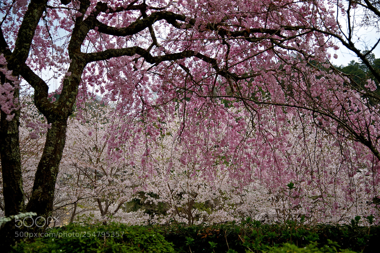 Pentax K-1 sample photo. White and pink photography