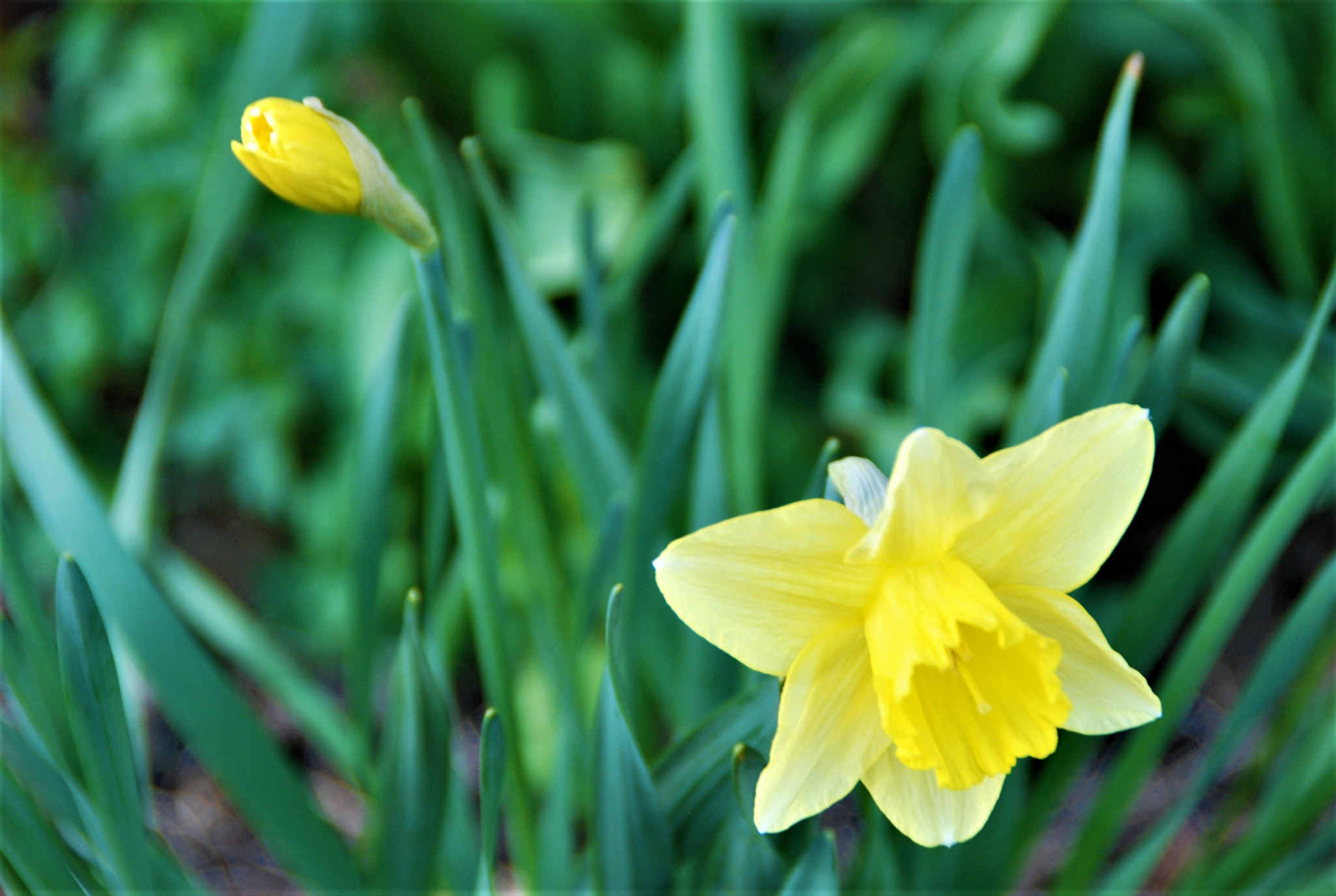 Nikon D80 sample photo. Daffy photography