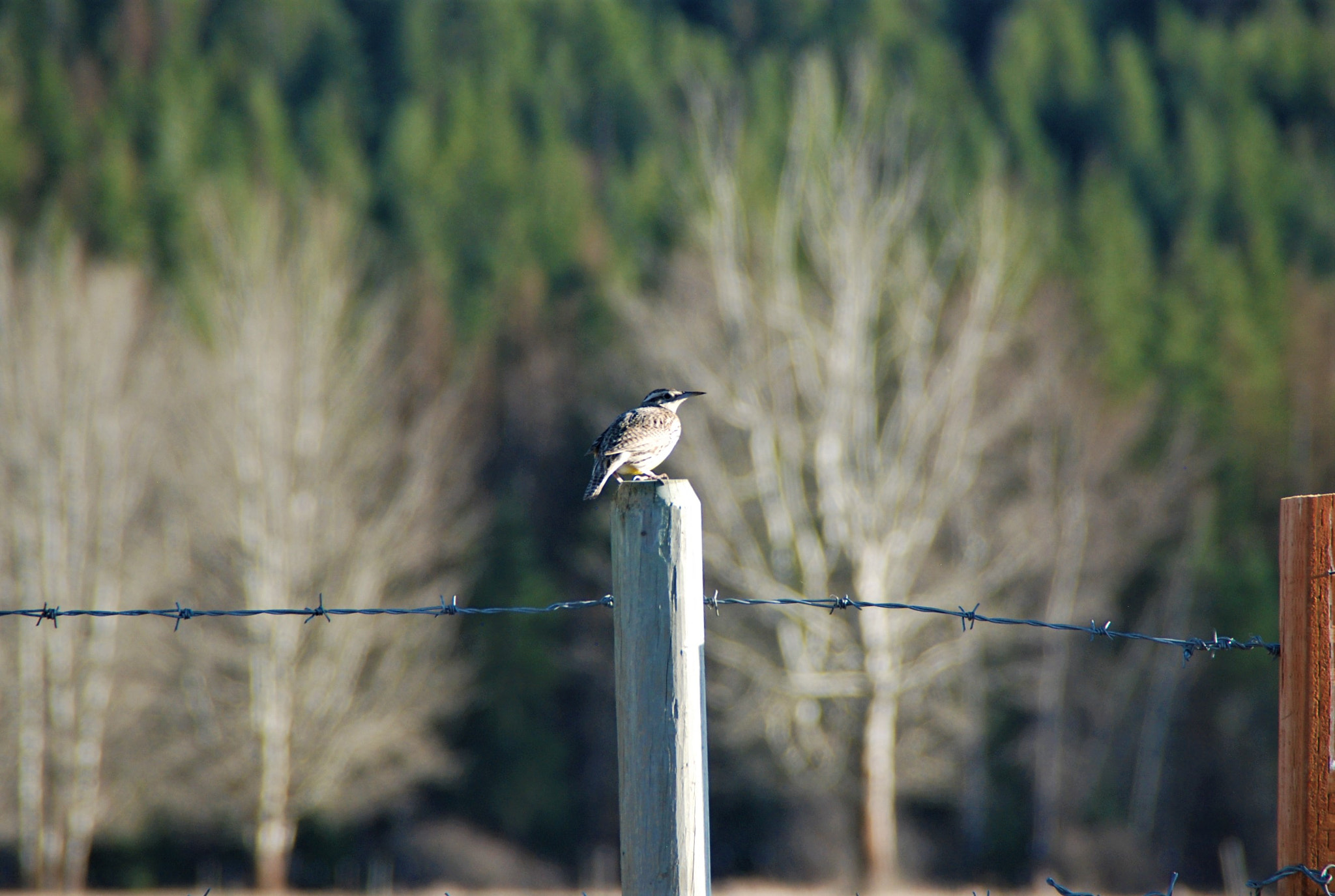 Nikon D80 sample photo. Mountain bird photography