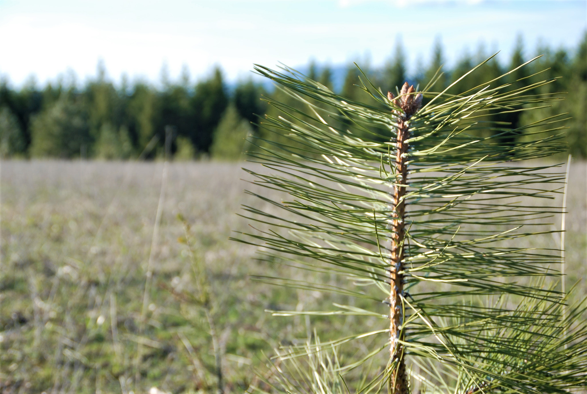 Nikon D80 sample photo. Idaho green photography