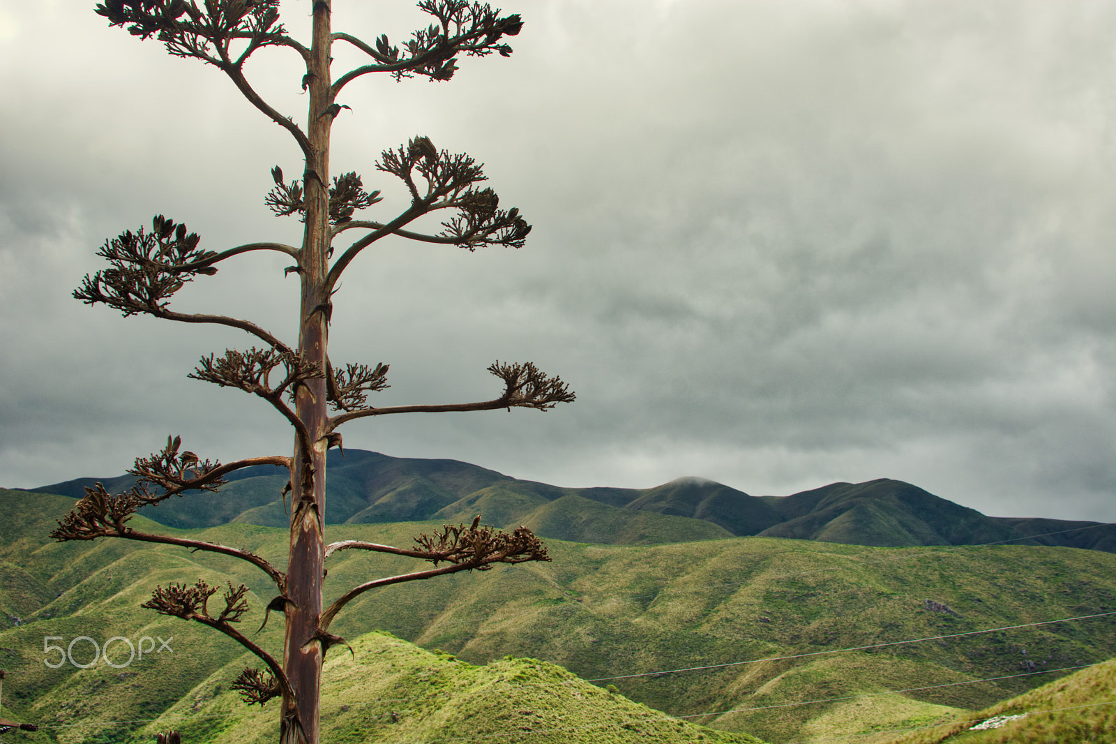 AF Zoom-Nikkor 35-135mm f/3.5-4.5 N sample photo. Mountains through the agave flower photography