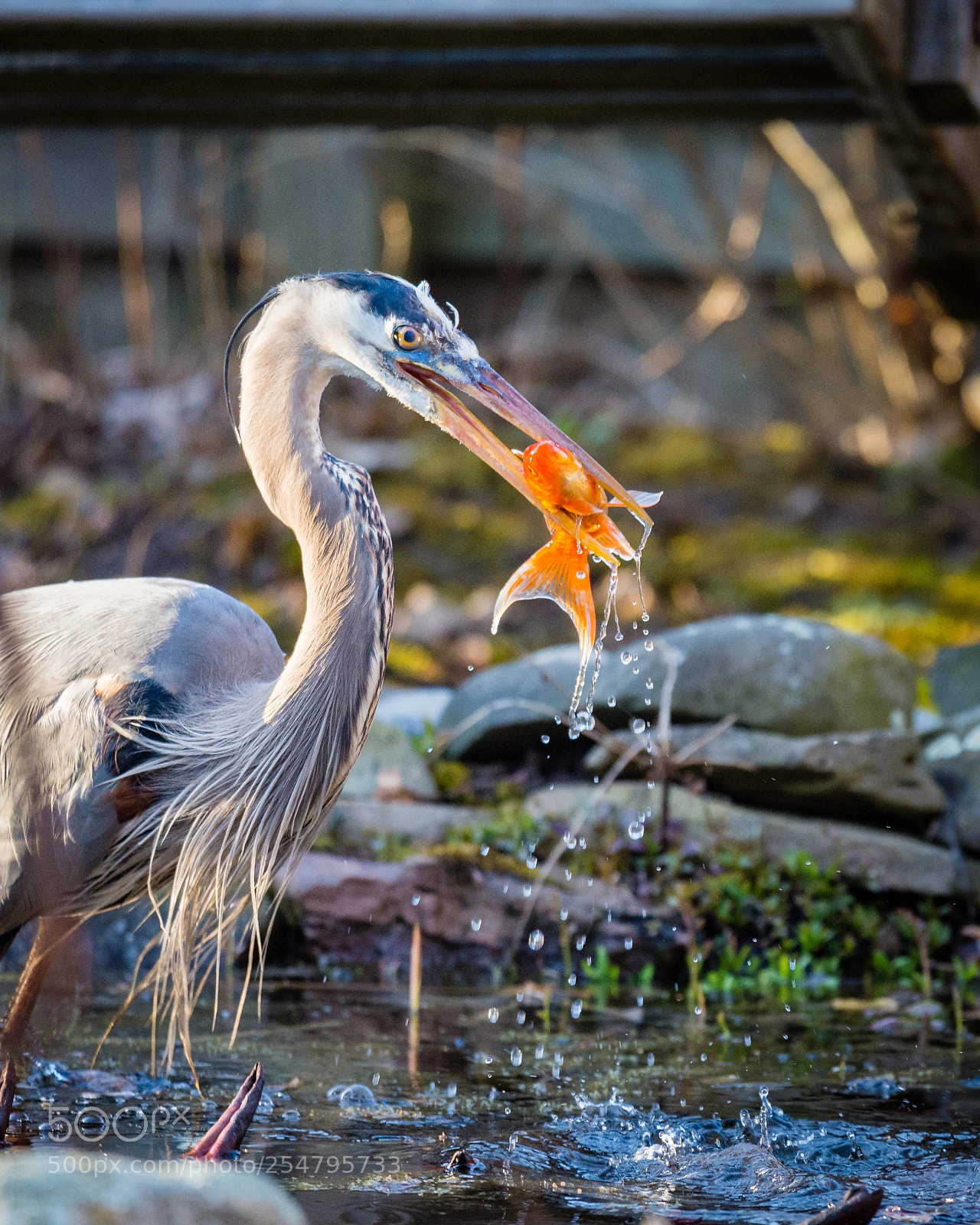 Nikon D7200 sample photo. There goes my goldfish! photography