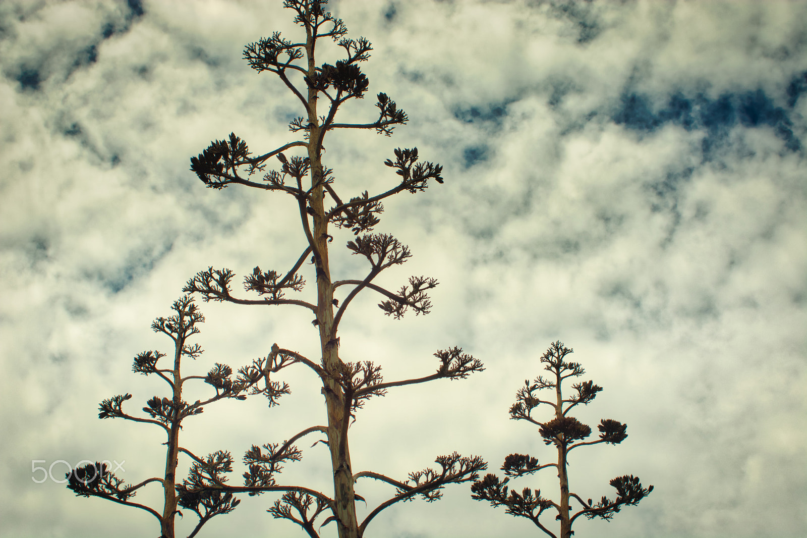 Nikon D7100 sample photo. Agave flowers towards the sky photography