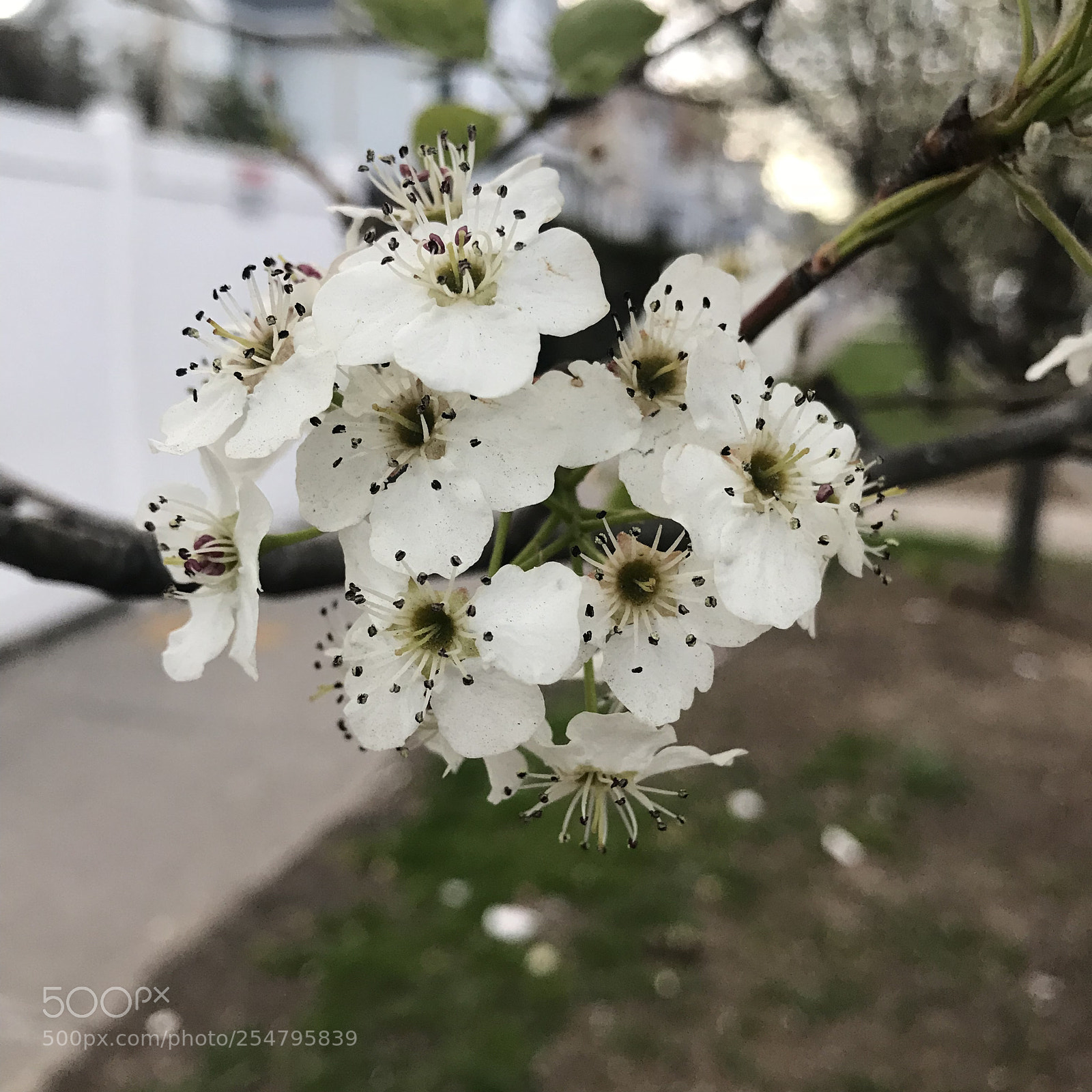 Apple iPhone 7 Plus sample photo. Only for you photography