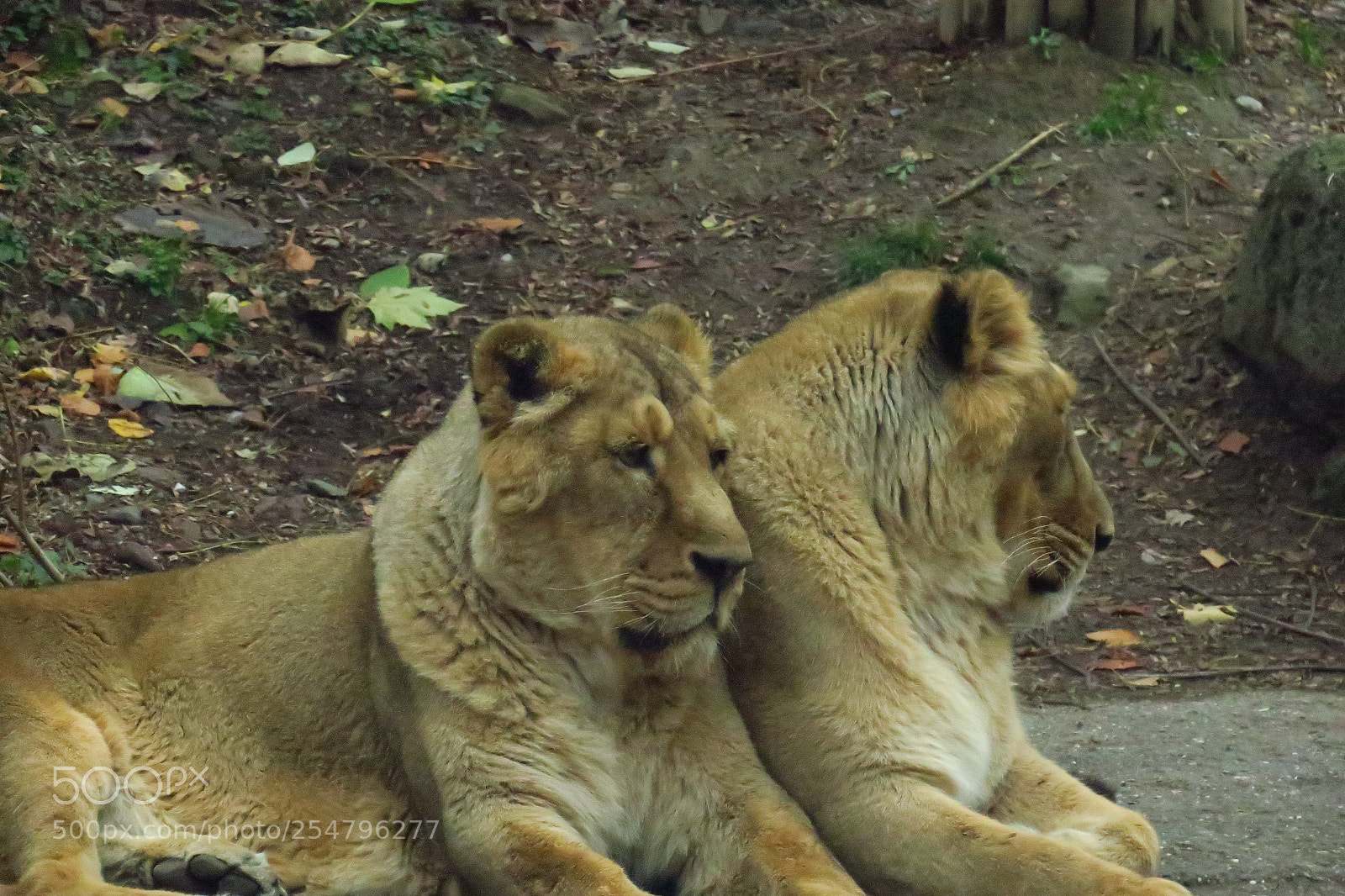 Canon PowerShot G3 X sample photo. Europa fall 2017 photography