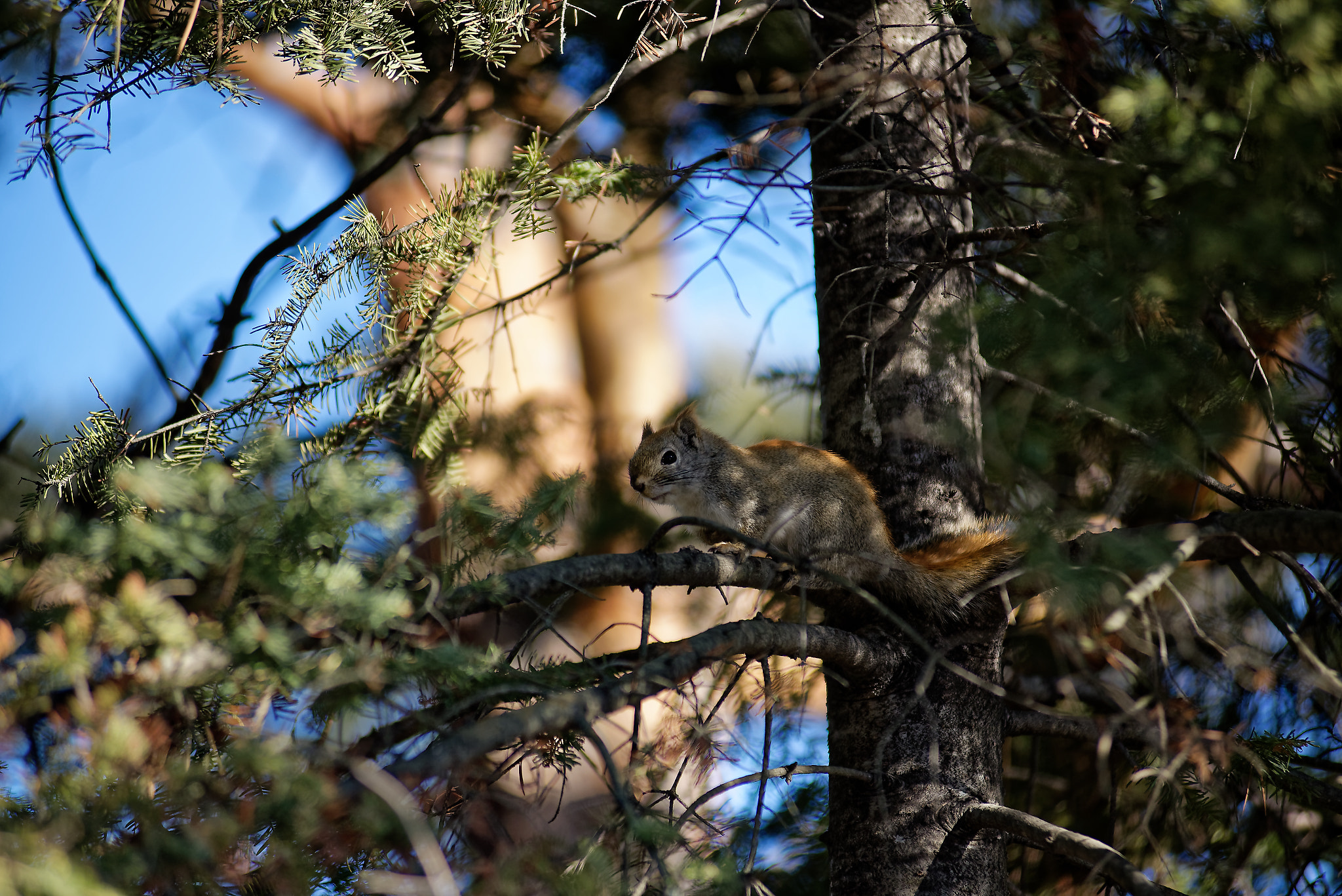 Nikon D750 + Nikon AF-Nikkor 80-200mm F2.8D ED sample photo. Red squirrel photography