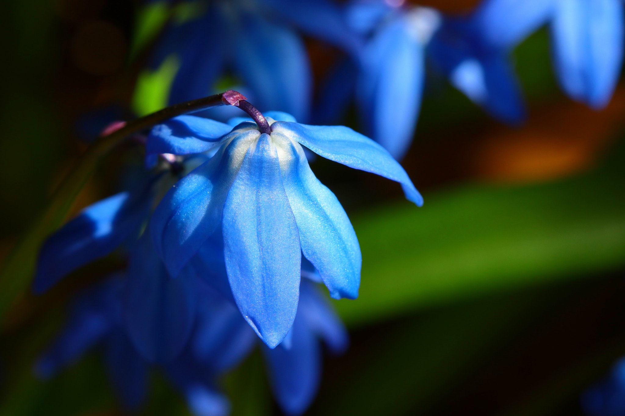 Canon EF 100mm F2.8 Macro USM sample photo. Blue bells photography