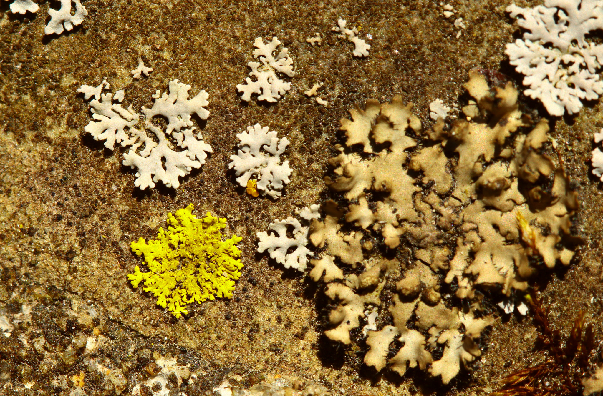 Canon EF 100mm F2.8 Macro USM sample photo. Tri-lichen photography