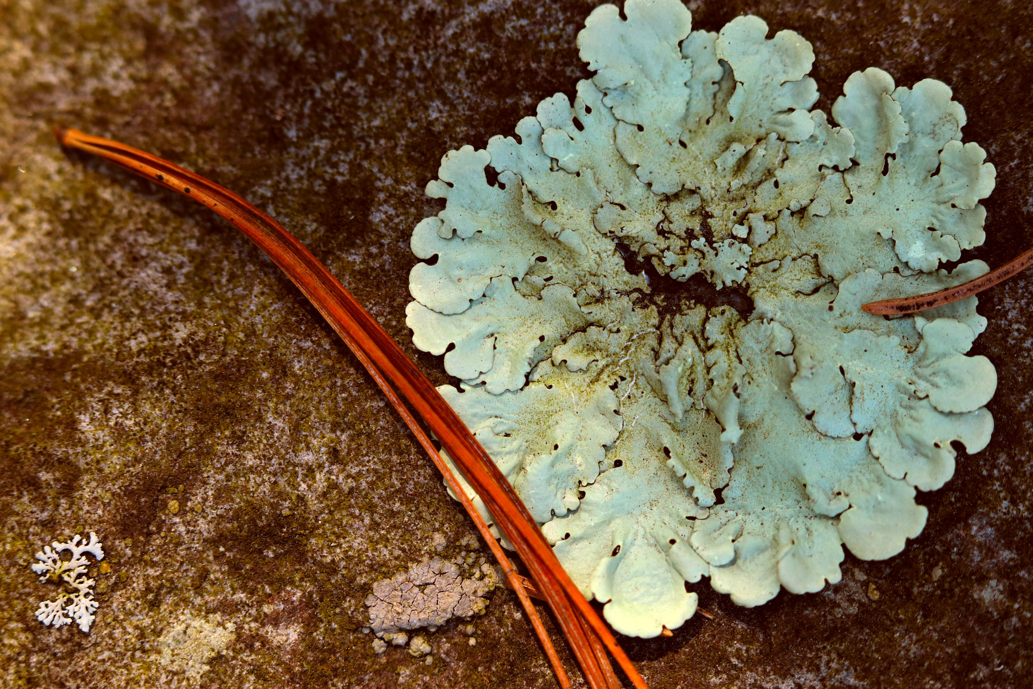 Canon EF 100mm F2.8 Macro USM sample photo. Lichen and pine needles photography