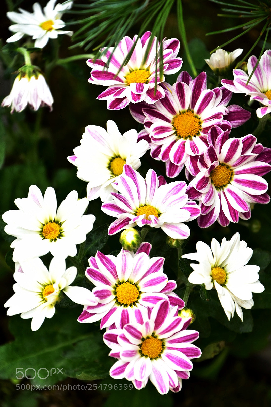 Nikon D7200 sample photo. Colorful flowers photography