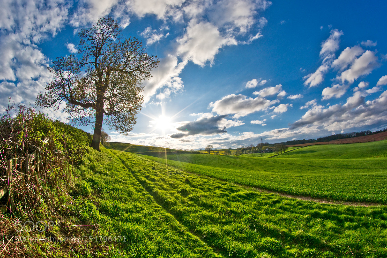 Nikon D7100 sample photo. Spotlight tree photography