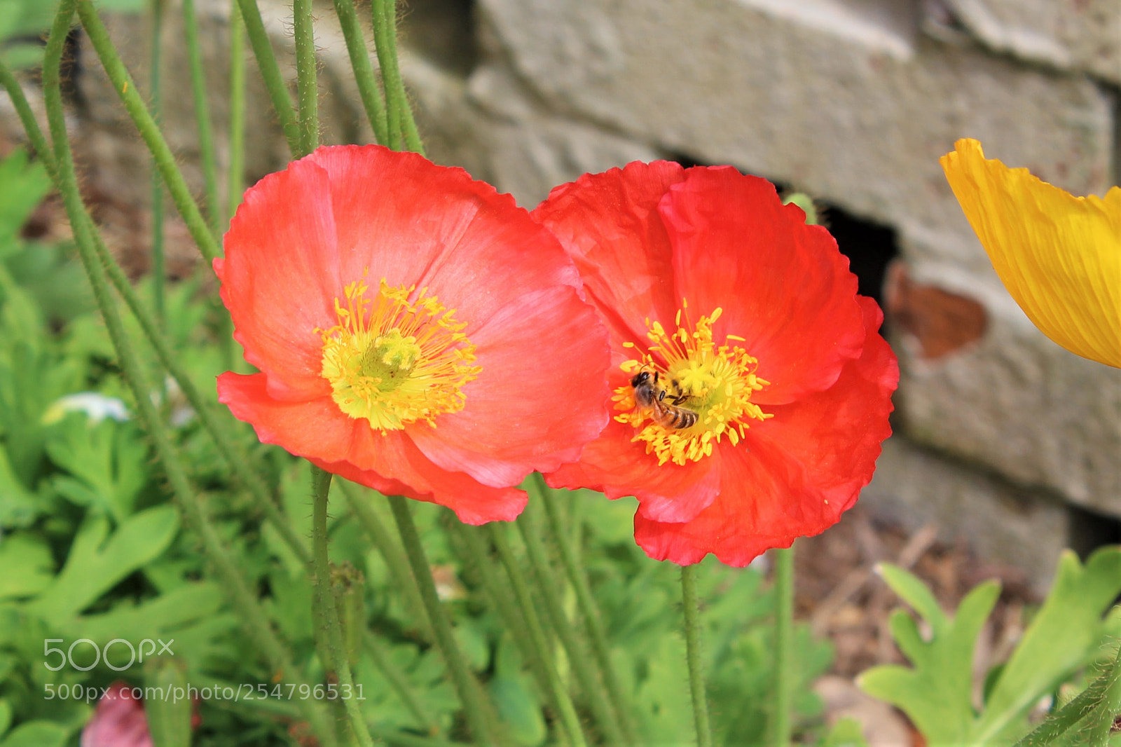 Canon EOS 1200D (EOS Rebel T5 / EOS Kiss X70 / EOS Hi) sample photo. Bee at bg gardens photography