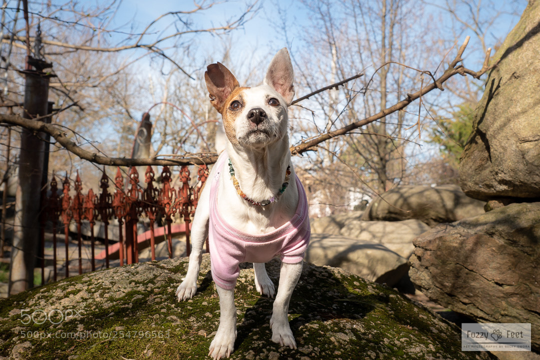 Sony ILCA-77M2 sample photo. Trixie photography