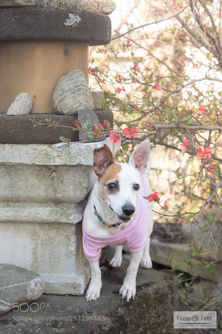 Sony ILCA-77M2 sample photo. Trixie photography