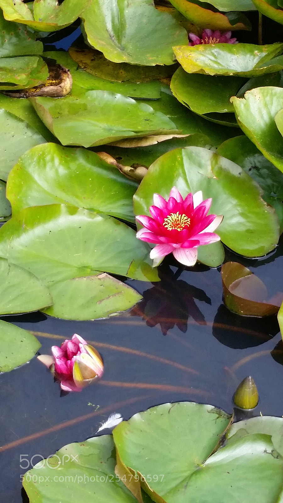 Samsung Galaxy S5 sample photo. Untitled photography