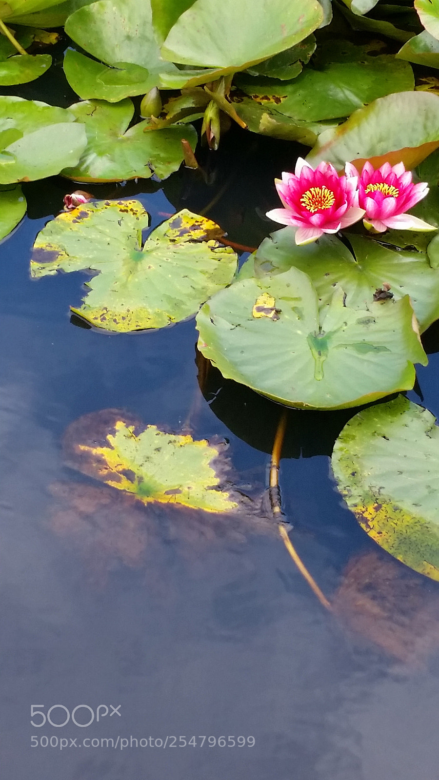 Samsung Galaxy S5 sample photo. Untitled photography
