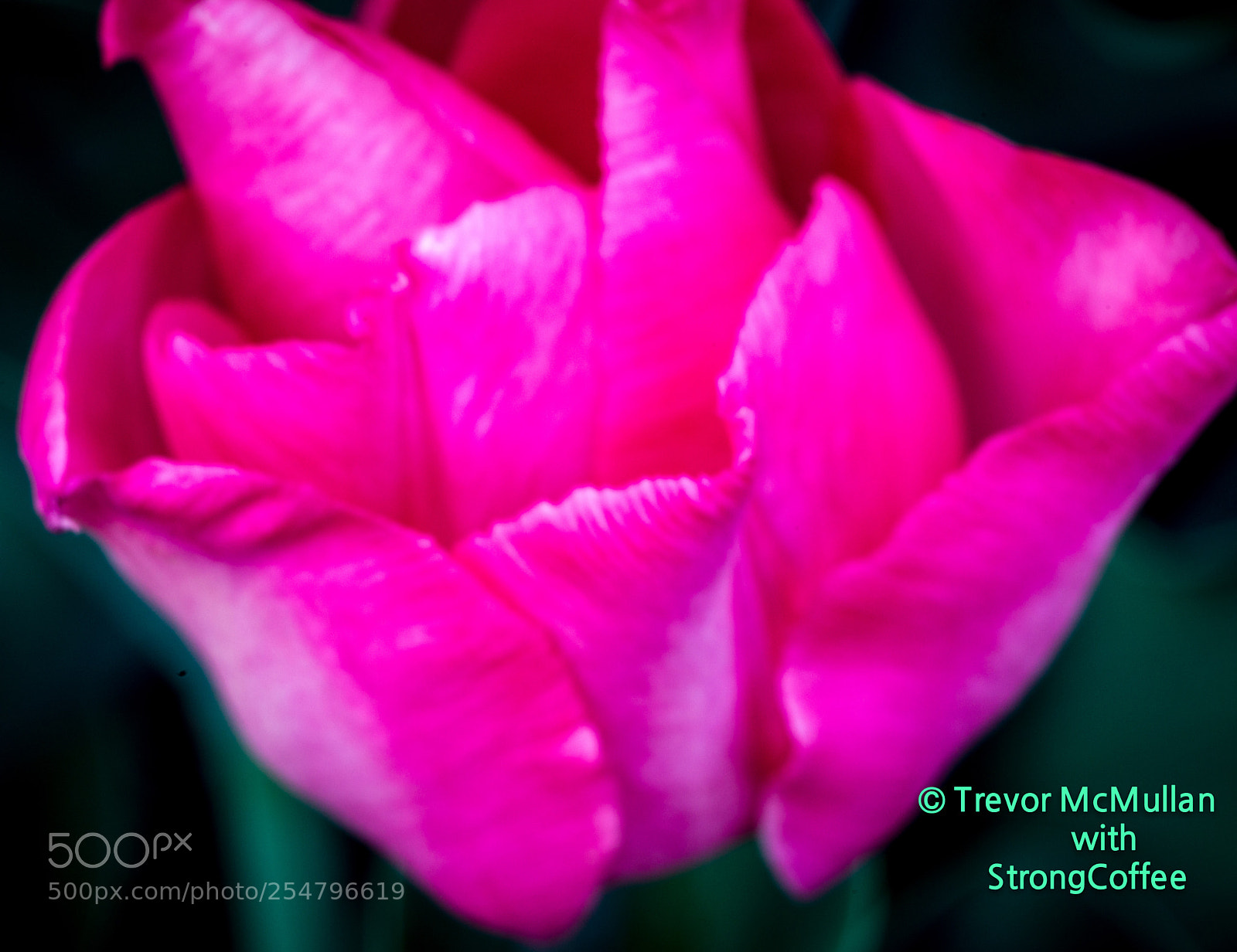 Nikon D800 sample photo. Red pink tulip photography