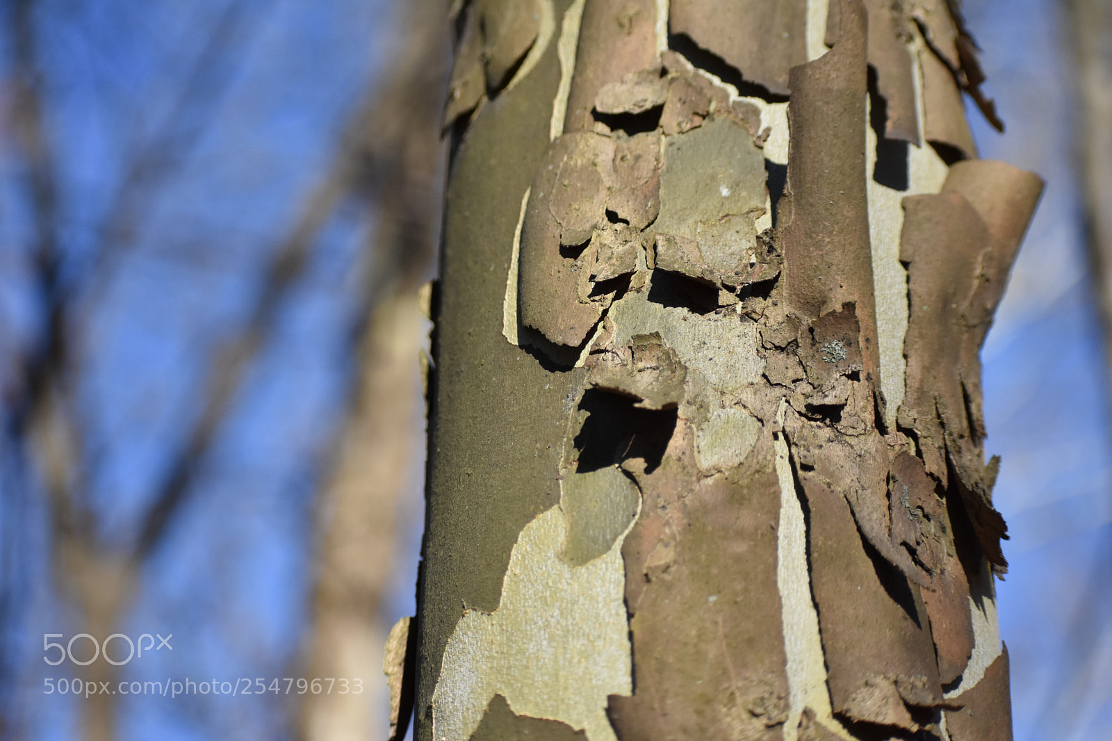 Nikon D3400 sample photo. Oh peely tree photography
