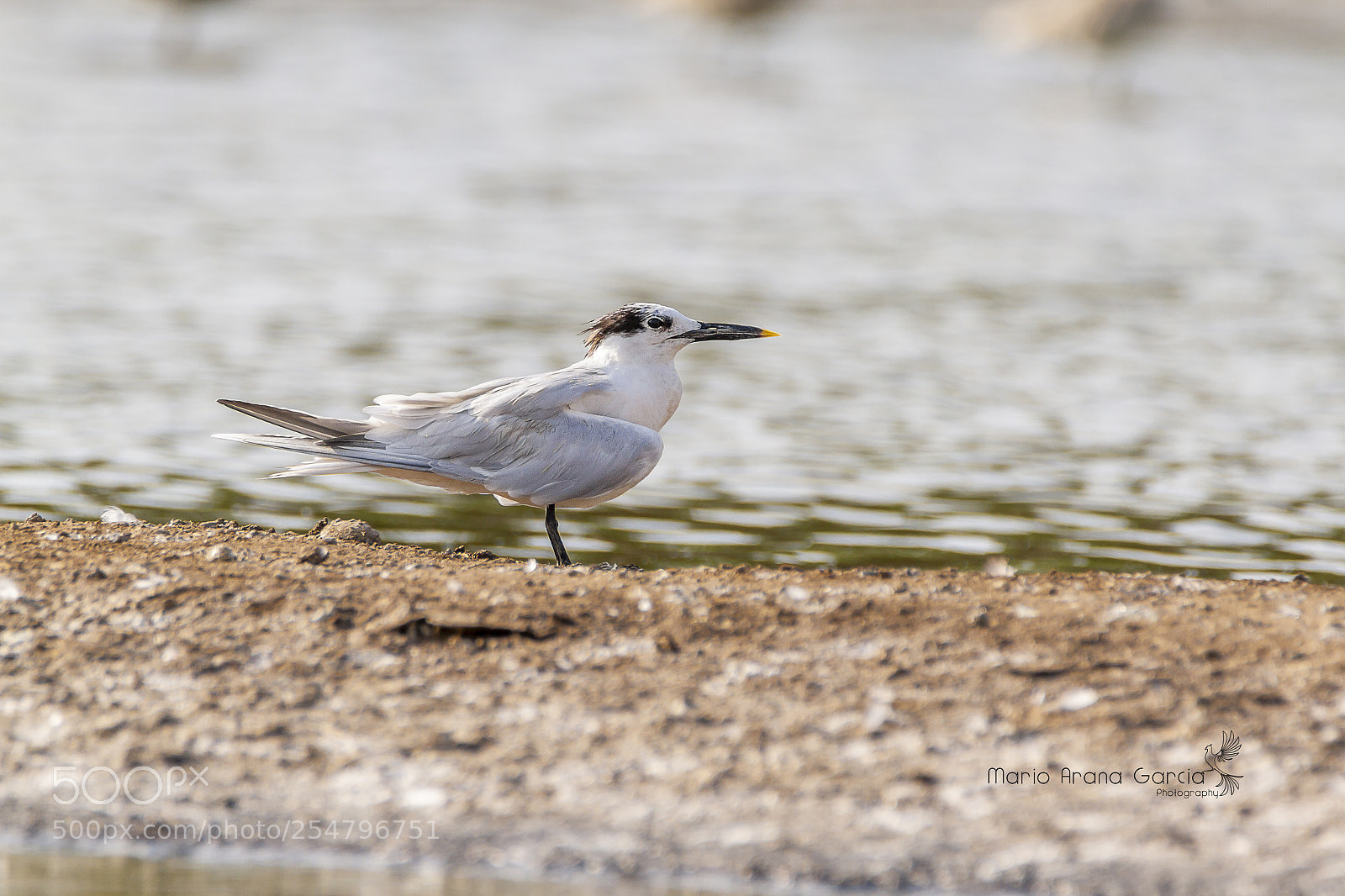Canon EOS 7D sample photo. Sandwich tern photography