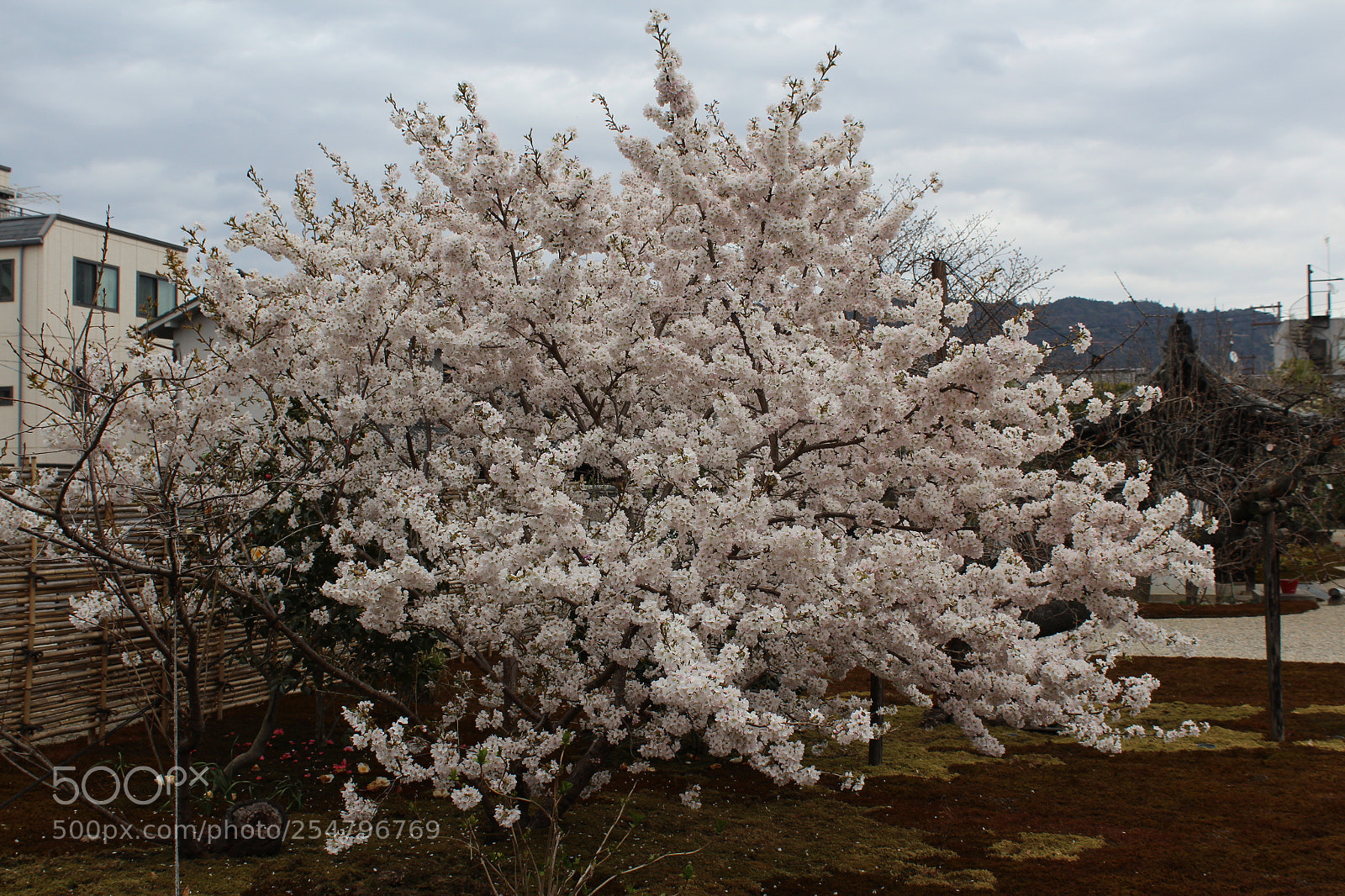 Canon EOS 1200D (EOS Rebel T5 / EOS Kiss X70 / EOS Hi) sample photo. Spring photography