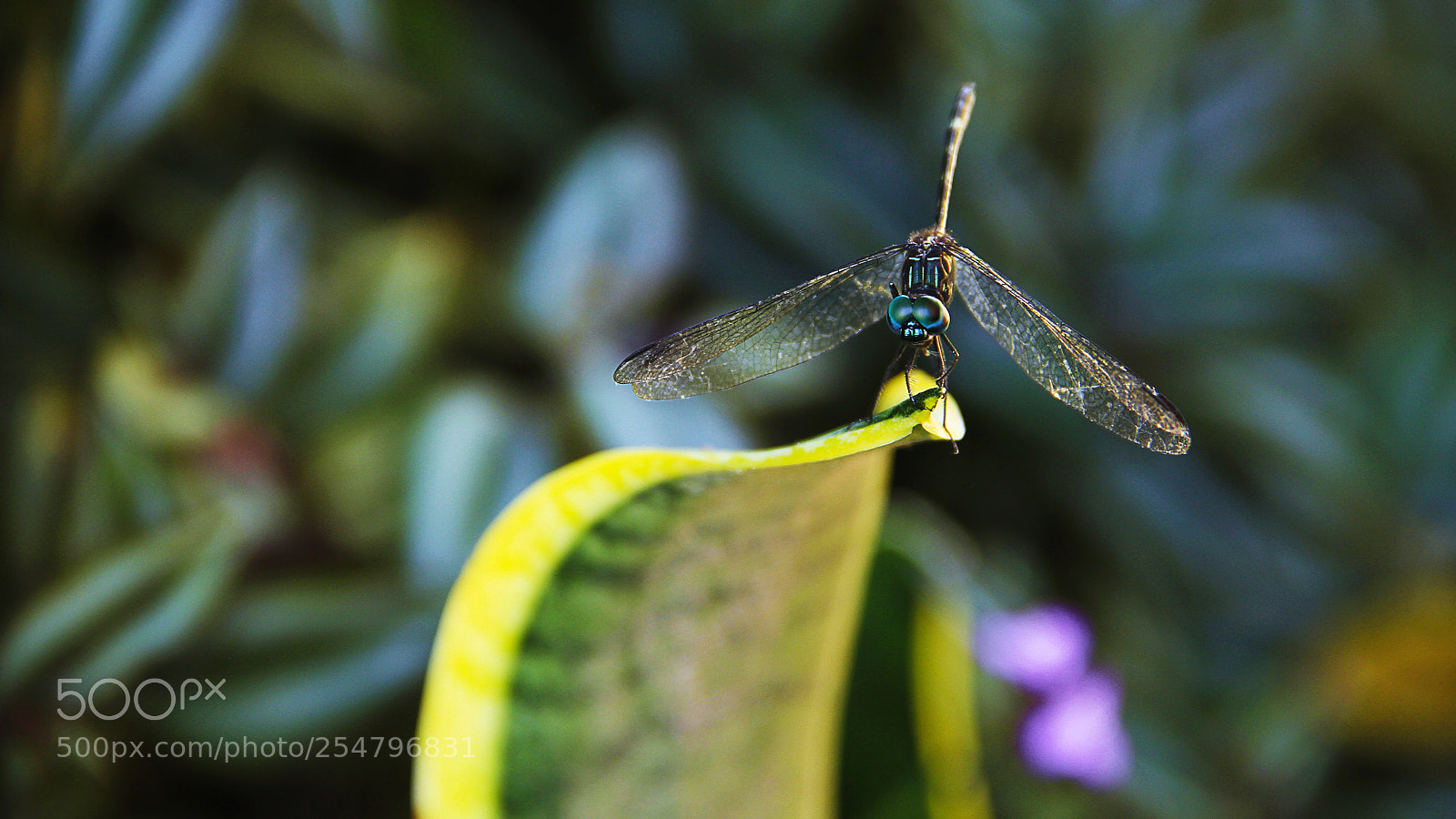 Canon EOS 60D sample photo. Dragonfly brazilian - lib photography