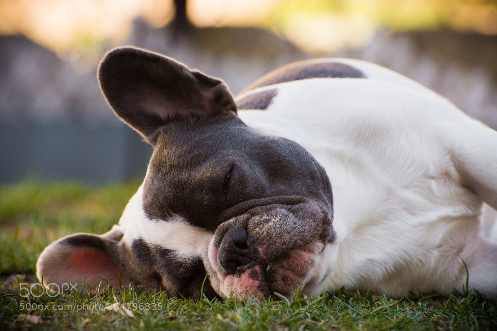 Nikon D7200 sample photo. The sleeping frenchy. frenchie photography