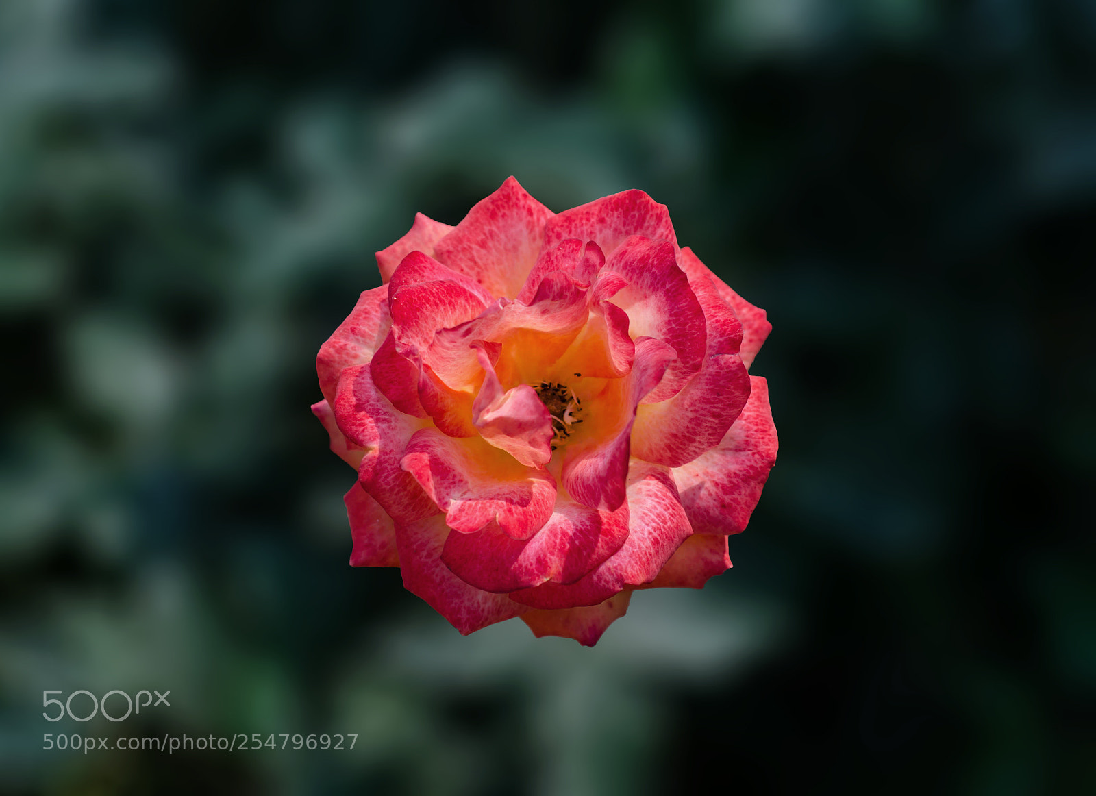Nikon D7000 sample photo. Untitled photography