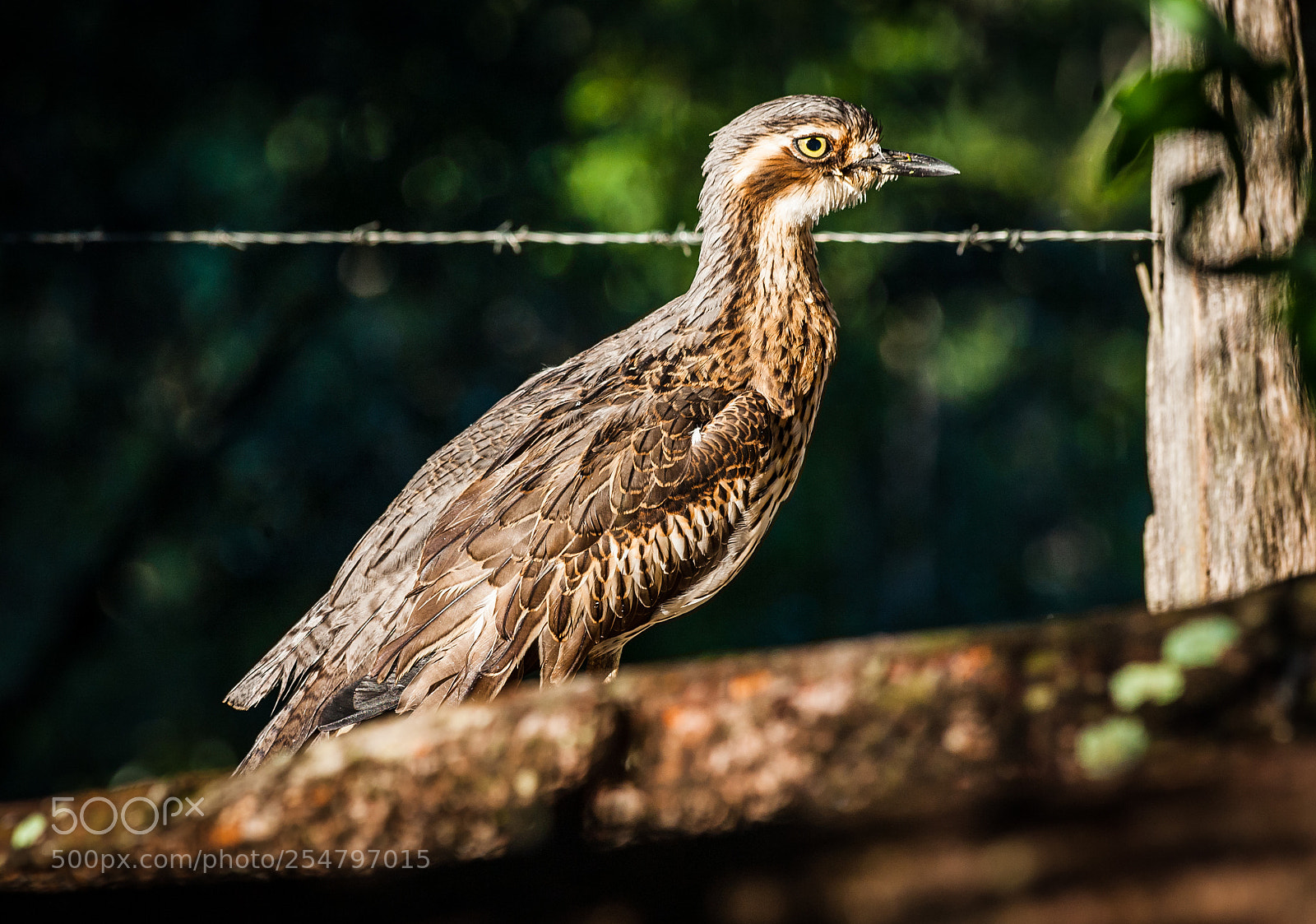 Canon EOS 5D sample photo. Bush stone-curlew love photography