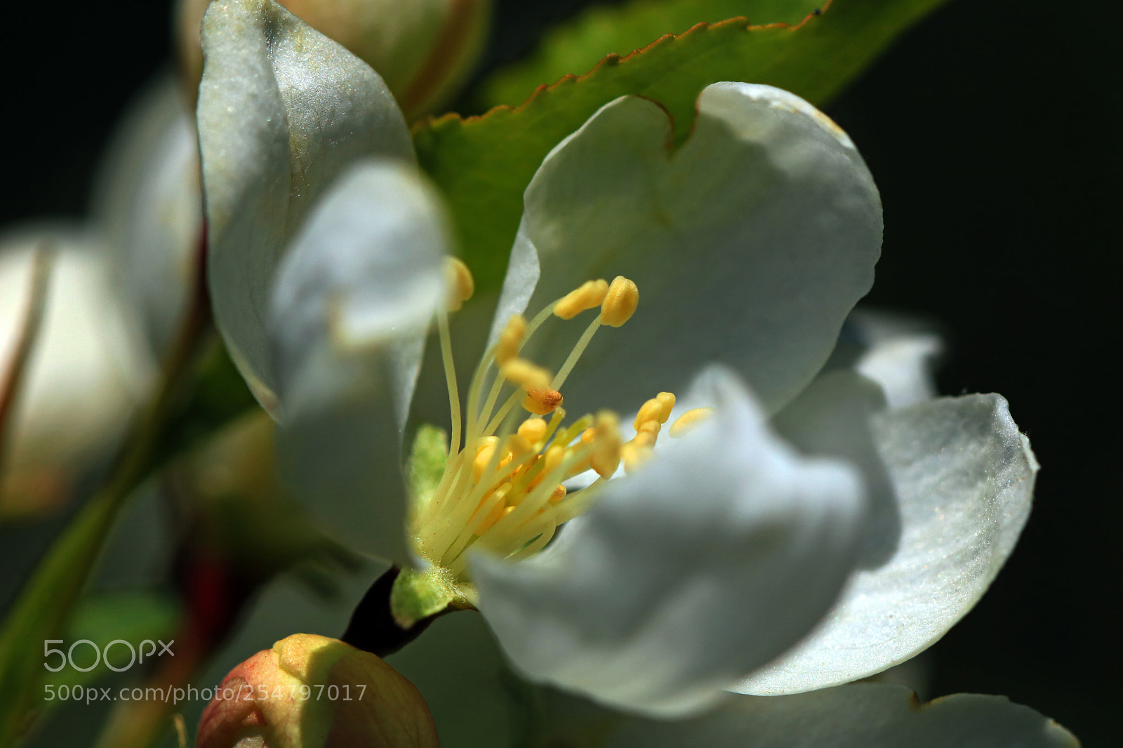 Canon EOS 760D (EOS Rebel T6s / EOS 8000D) sample photo. Crabapple photography